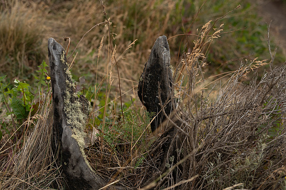 Torres de Paine 20240130 346