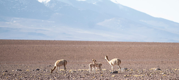 Eduardo Avaroa National Reserve 20230220 1958