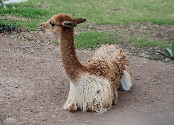 Zoo Lima0192