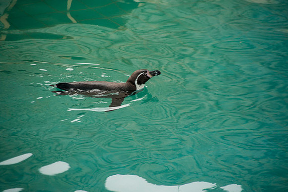 Zoo Lima0311