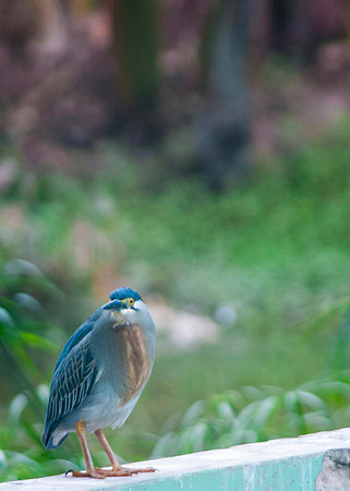 Zoo Lima0240