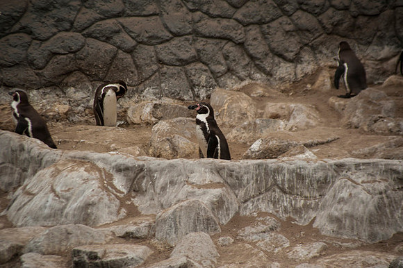 Zoo Lima0308