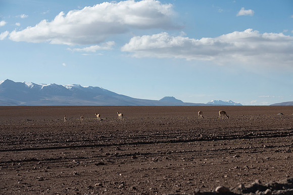 Eduardo Avaroa National Reserve 20230220 1961