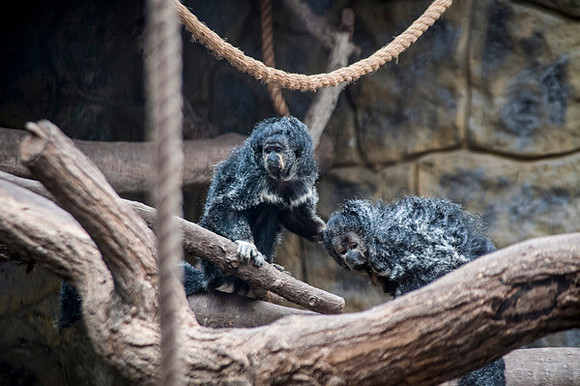 Zoo Lima0248