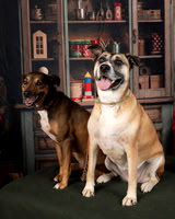 Needy Paws December 6 2025