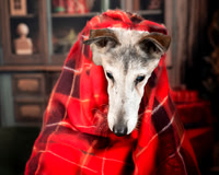 Needy Paws December 6 2025