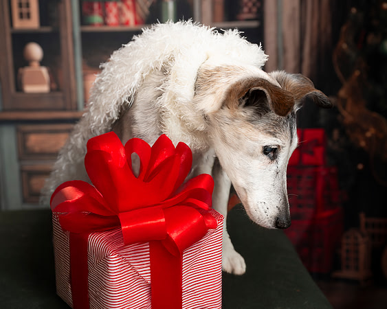 Needy Paws December 6 2025