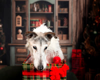 Needy Paws December 6 2025