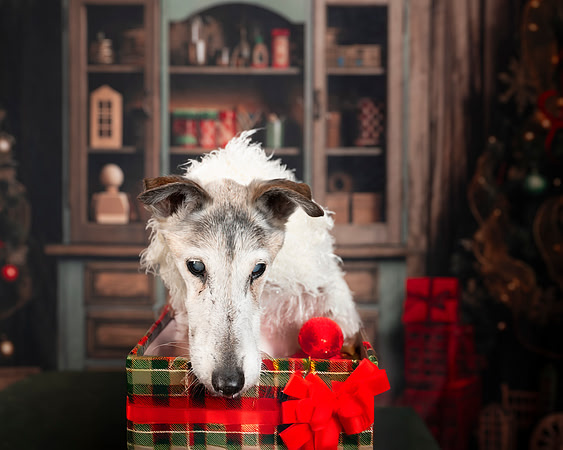 Needy Paws December 6 2025