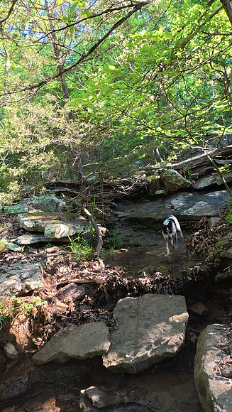 Devil's Den Yellow Rock 20250513 055