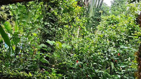 Bioparqe Paradise Honduras 20260121 942