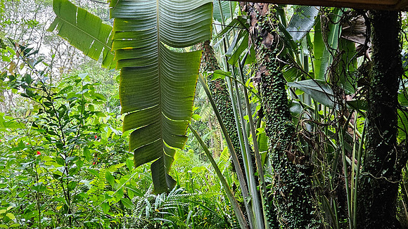 Bioparqe Paradise Honduras 20260121 943
