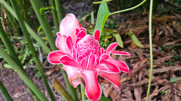Bioparqe Paradise Honduras 20260121 951