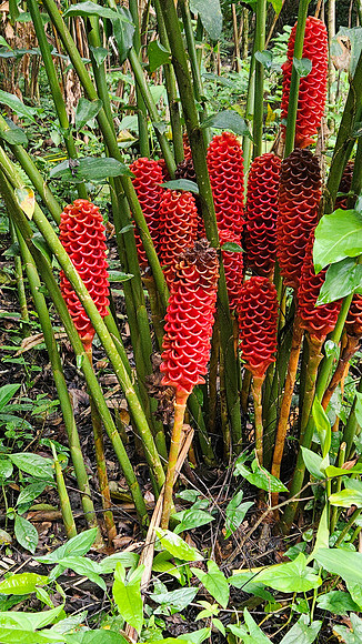 Bioparqe Paradise Honduras 20260121 969
