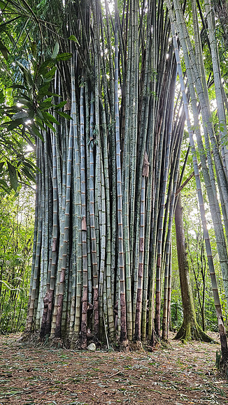 Bioparqe Paradise Honduras 20260121 971