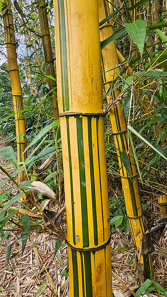Bioparqe Paradise Honduras 20260121 988