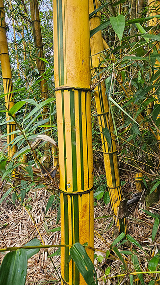 Bioparqe Paradise Honduras 20260121 989