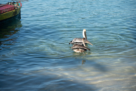 Chachahuate 20260125 393