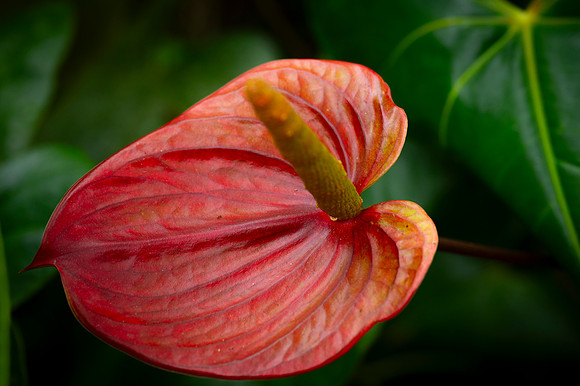Bioparque Paradise 20260122 039