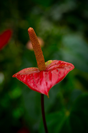 Bioparque Paradise 20260122 041