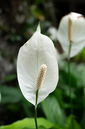 Bioparque Paradise 20260122 042