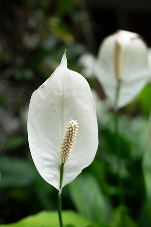 Bioparque Paradise 20260122 043