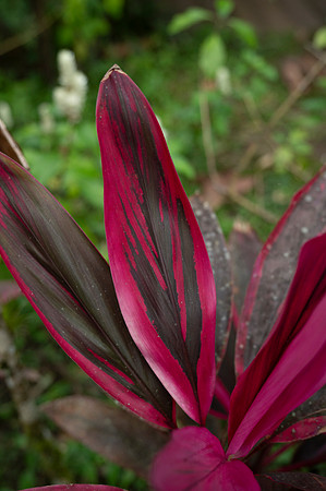 Bioparque Paradise 20260122 065