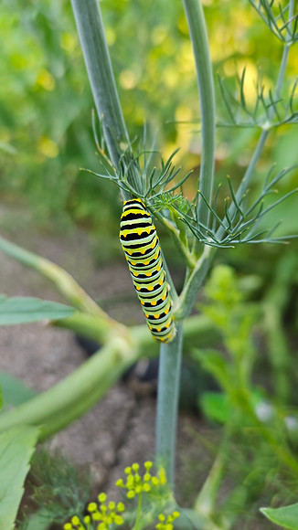 Black Swallowtail Caterpillar 20250704 981