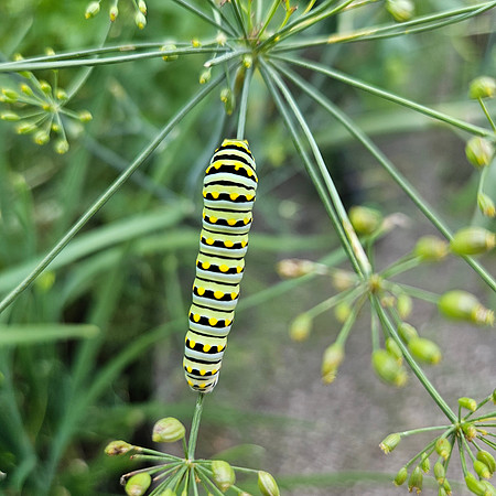 Black Swallowtail Caterpillar 20250704 979