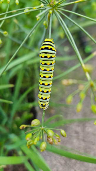Black Swallowtail Caterpillar 20250704 978