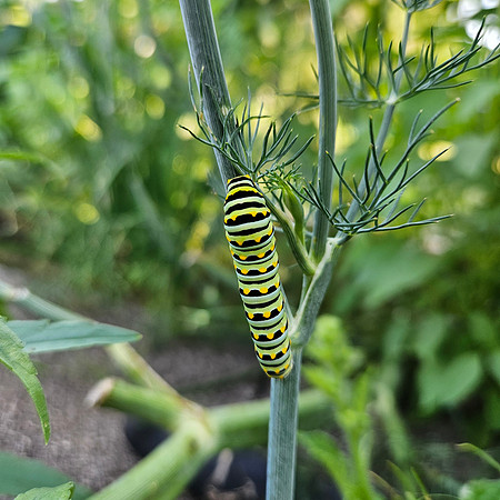 Black Swallowtail Caterpillar 20250704 980