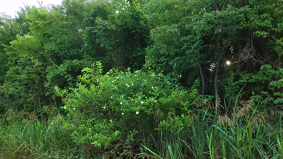 Cabin Creek 20250605 415