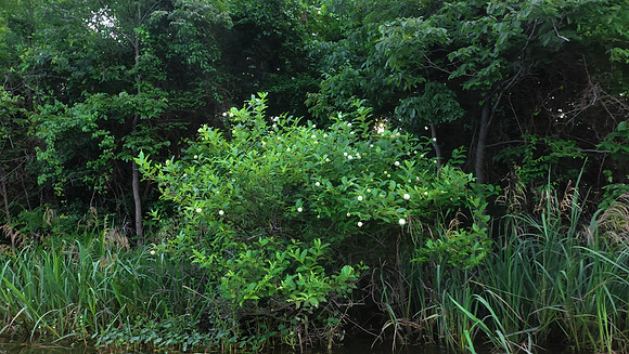 Cabin Creek 20250605 416