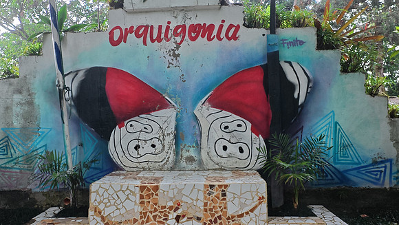 Orquigonia Coban 20250627 347