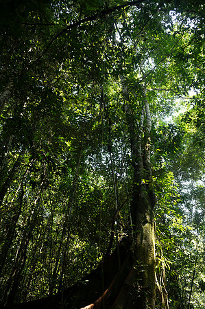 Cuyabeno Ecuador 20250118 129