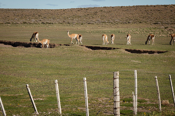Guanacos 20240129 204
