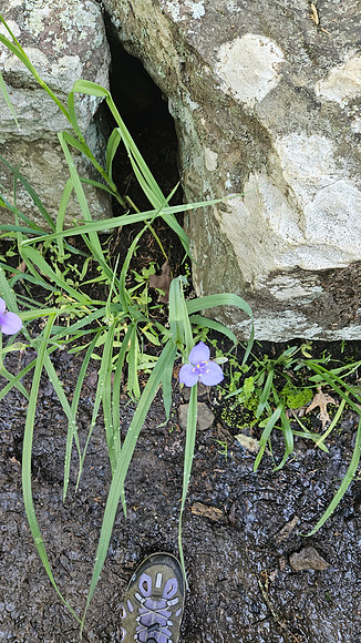 Devil's Den Yellow Rock 20250513 077