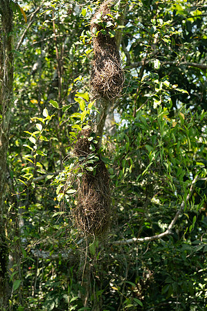 Cuyabeno Ecuador 20250118 130