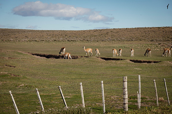 Guanacos 20240129 205