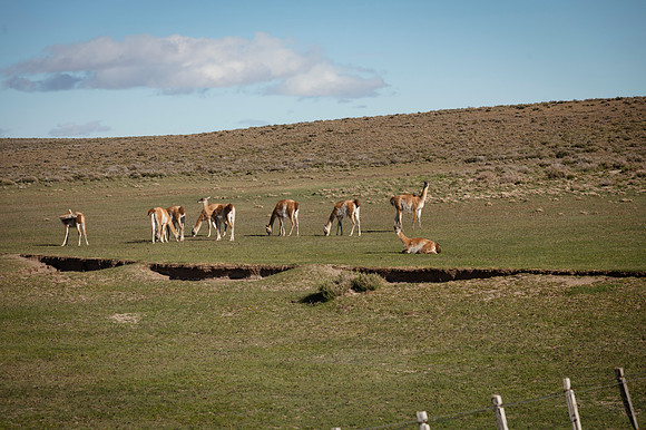 Guanacos 20240129 224