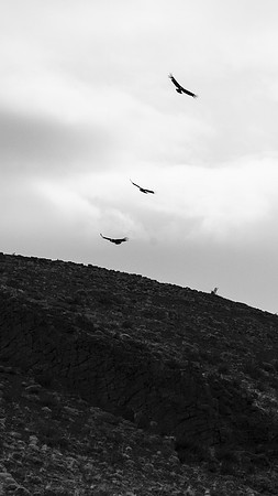 Torres de Paine 20240130 354