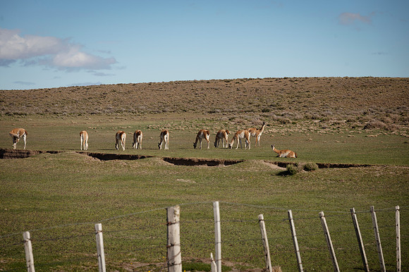 Guanacos 20240129 209