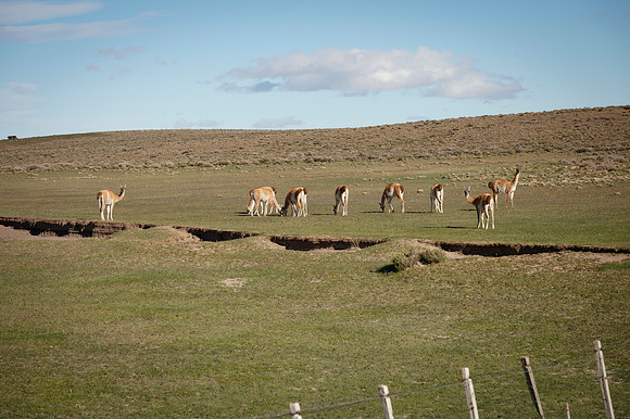 Guanacos 20240129 231