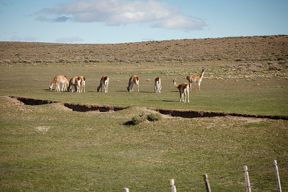 Guanacos 20240129 232