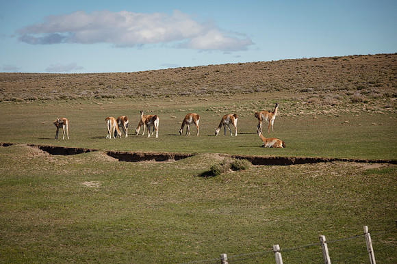 Guanacos 20240129 219