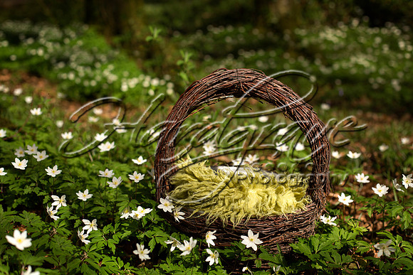 Basket in Forest