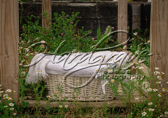 ElizabethWeiland Daisies and basket
