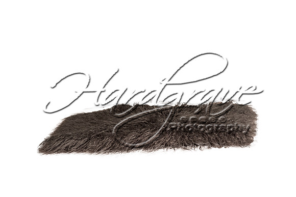 hp grey fur