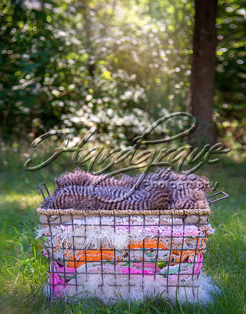 jennaedwardsbasket