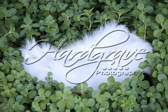 PhotogenieStudio IMG_0431